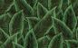 Preview: Decors Bird of Paradise 97572 Emerald