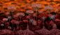 Preview: Panorama Ciel Tropical 97651 Bright Pimento