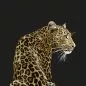 Preview: Leopardo Teletta Wandbild