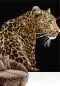 Preview: Leopardo Teletta Wandbild