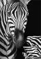 Preview: Zebra Teletta Wandbild