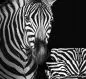 Preview: Zebra Teletta Wandbild