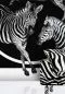 Preview: Zebra Cerchio Teletta Wandbild