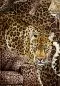 Preview: Leopardo Luxe Framed Teletta Mural