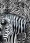 Preview: Zebra Multi Teletta Wandbild