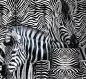 Preview: Zebra Multi Teletta Wandbild