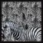 Preview: Zebra Multi Teletta Wandbild