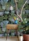 Preview: Echeveria WP20163
