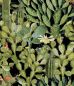 Preview: Opuntia Anthracite WP20165