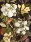 Preview: Magnolia WP20171