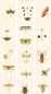 Preview: Entomology WP20233