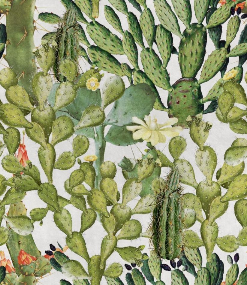 Opuntia WP20166