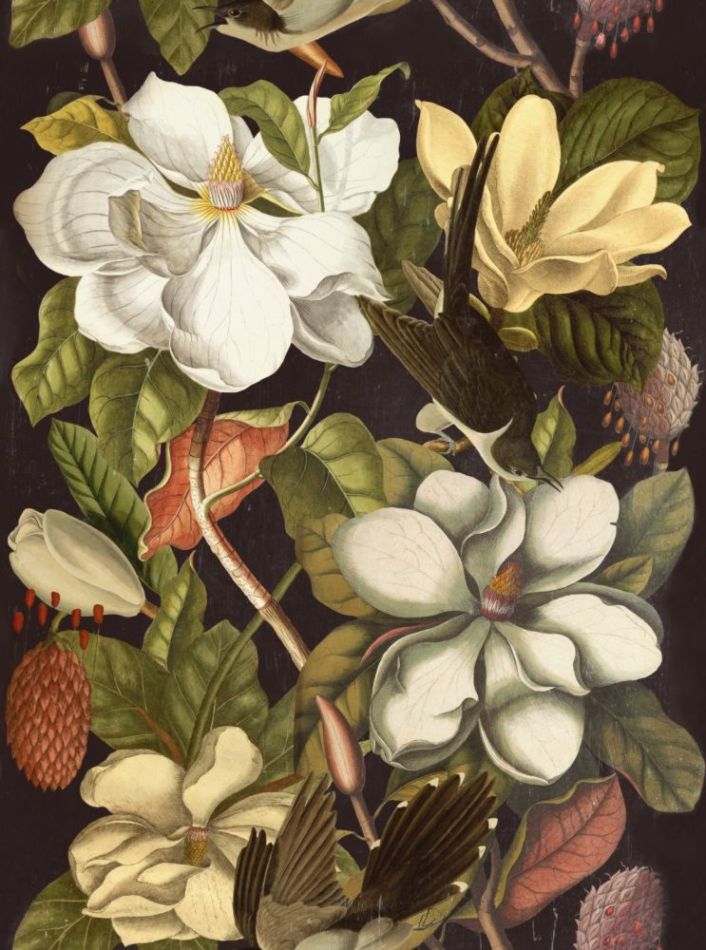 Magnolia WP20171