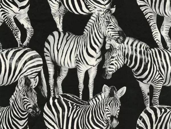 Zebra Paradise